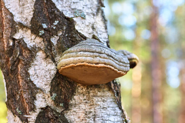 istock Old dead birch in the forest with a mushroom growing. 1079743810