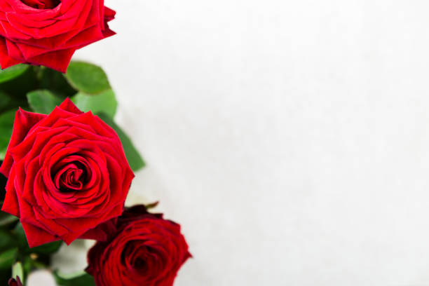 istock Bunch of Red Roses for St Valentines Day 1079746258