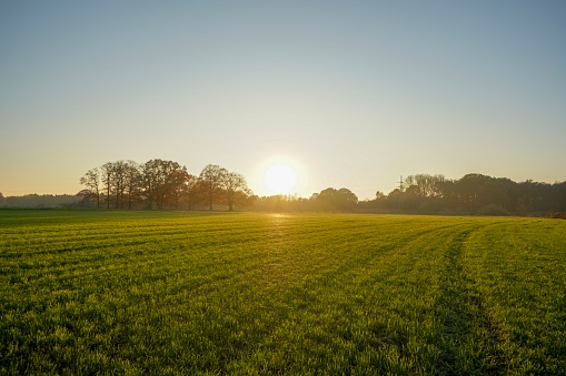 Picture shows an field in an rising summer sun.
