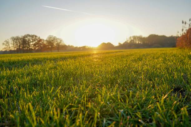 istock Grass in the morning sun 1079746544