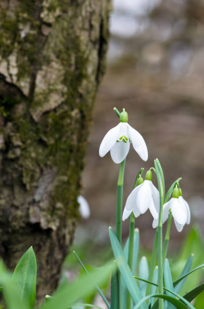 white spring snowdrop flowers beautiful white snowdrop flowers in forest snowdrops in woodland stock pictures, royalty-free photos & images