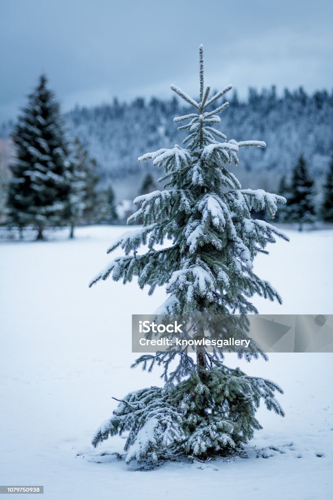 Foto de Árvore De Natal De Charlie Brown Na Natureza Com Neve No Chão Nas  Montanhas e mais fotos de stock de Branco - iStock