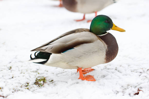 istock Drake (Duck) in the winter. 1079754066