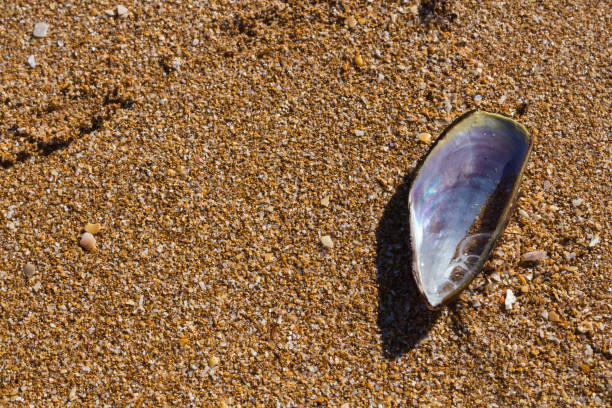 istock Shell of a black mussel on the beach sand 1079755652