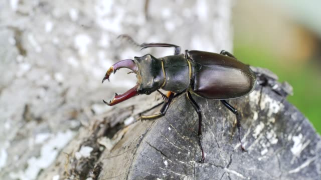 Stag-beetle close-up moves in the open air in the summer on a thick branch of a tree