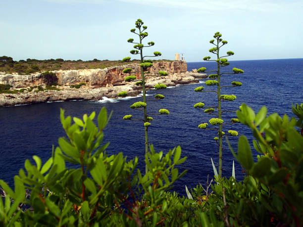istock beautiful bay on Mallorca Spain 1079755836