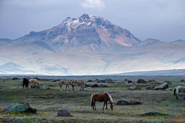 Horses below a peak Herd of wild horses below a snow dusted peak in the Cotopaxi National Park, Ecuador cotopaxi photos stock pictures, royalty-free photos & images