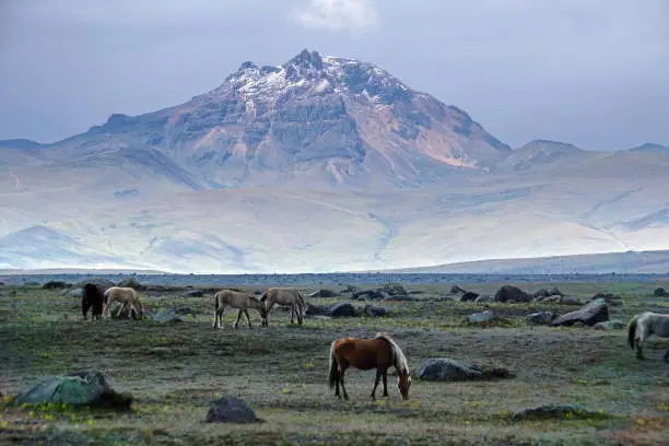 Herd of wild horses below a snow dusted peak in the Cotopaxi National Park, Ecuador