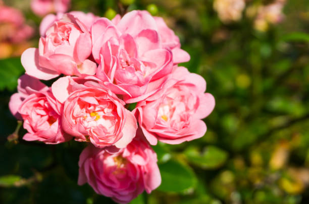 Pink the fairy roses in macro closeup, a beautiful garden rose Pink the fairy roses in macro closeup, a beautiful garden rose(rosa polyantha) rosa multiflora stock pictures, royalty-free photos & images