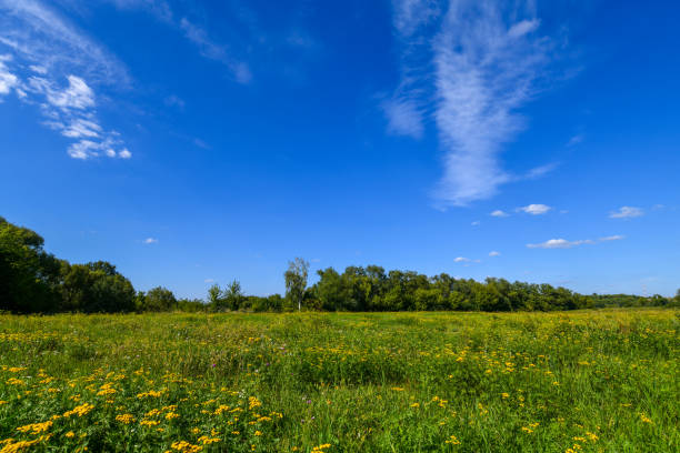 istock Many beautiful yellow tansy in a meadow in summer 1079764432