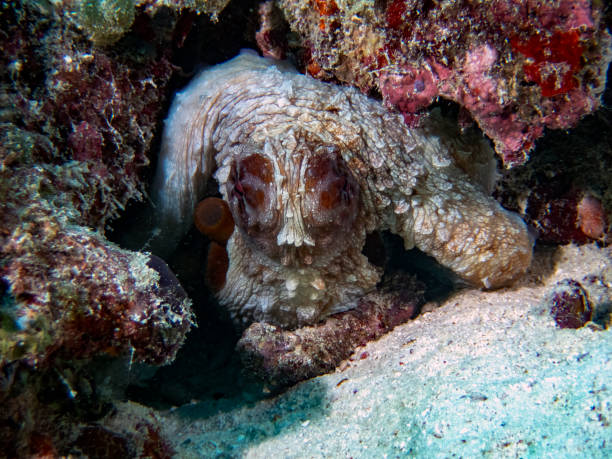 istock A Common Octopus (Octopus cyanea) in the Indian Ocean 1079768606
