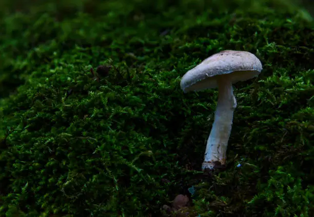 Edible forest mushroom