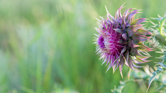 Closeup macro photo of a milk thistle weed that is growing a garden,
