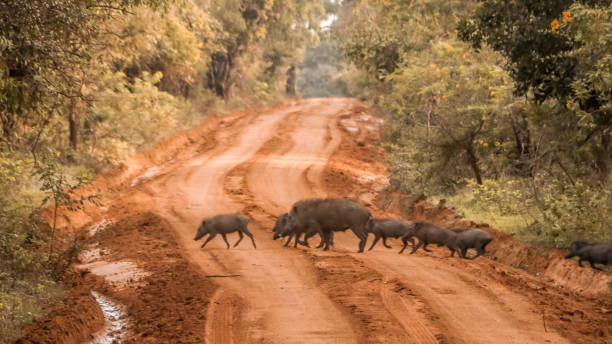 Wild boars herd crossing road