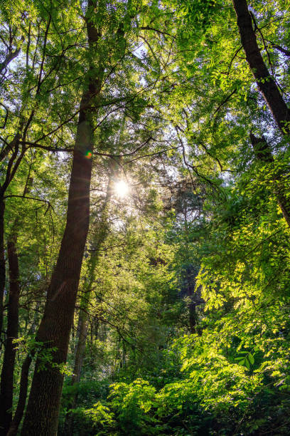 istock the Sun in the morning forest 1079777072
