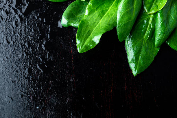 A bunch spinach leaves on a dark black background.