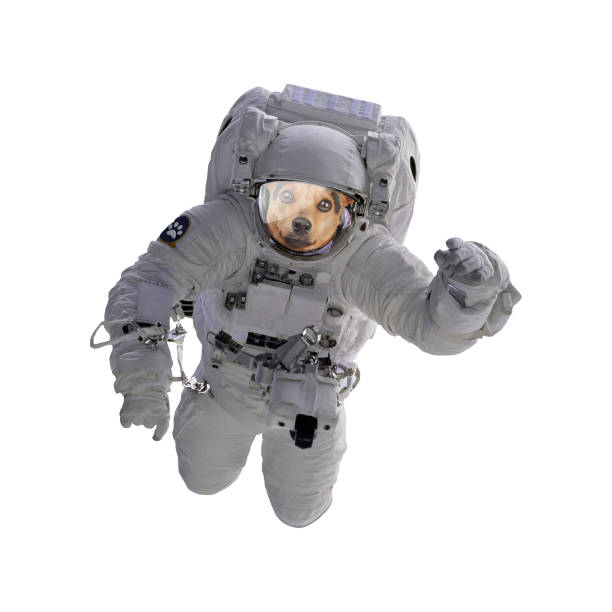 Dog as astronaut or spaceman isolated