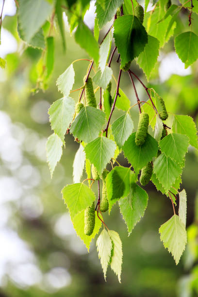 istock the green leaves of a birch 1079781546