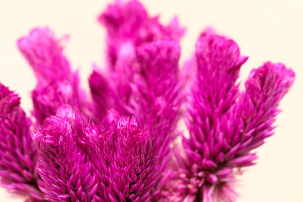 istock Cockscomb close up in garden 1079781724