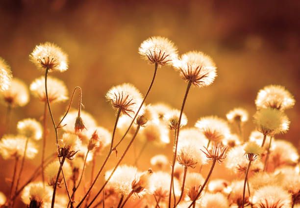 Autumn meadow plants during sunset. Shallow depth of field. Toned image