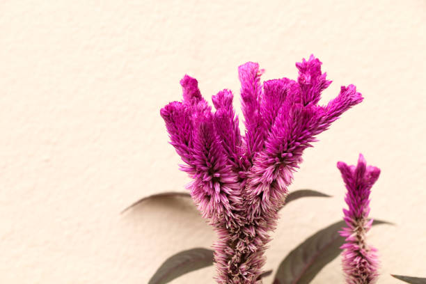 istock Cockscomb close up in garden 1079782076