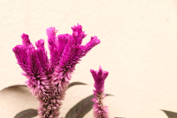 istock Cockscomb close up in garden 1079782086