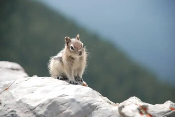A curious squirrel suddenly appearing onto a rock while hiking in the Banff National Park.