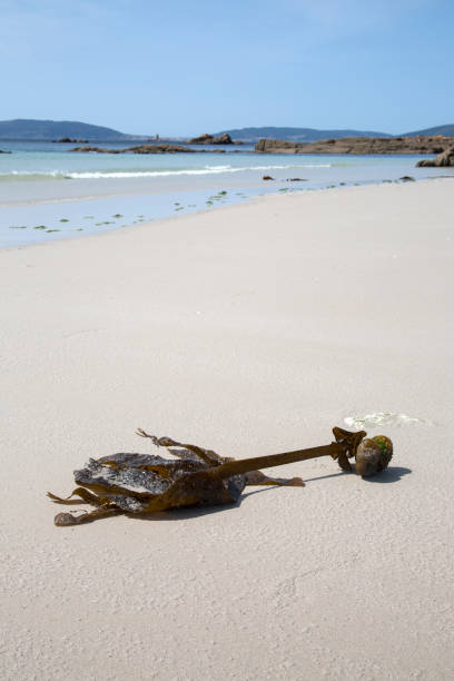 istock Seaweed at Pindo Beach; Coruna; Galicia 1079785672