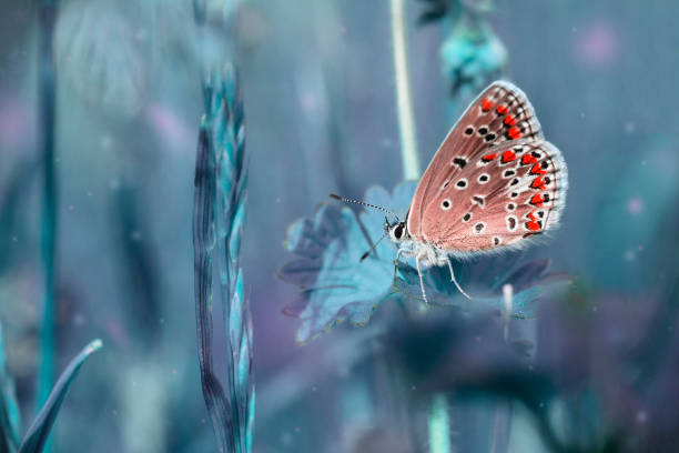 istock Dreamy blue field with flying red butterfly, magic morning 1079788348