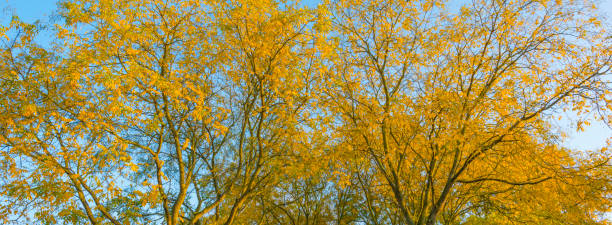 istock Foliage of a deciduous tree in fall colors at sunset in autumn 1079792520