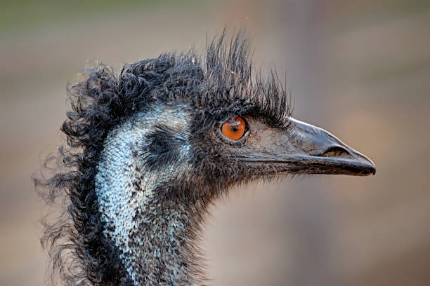 istock Close-up of an Emu's Head 1079795632