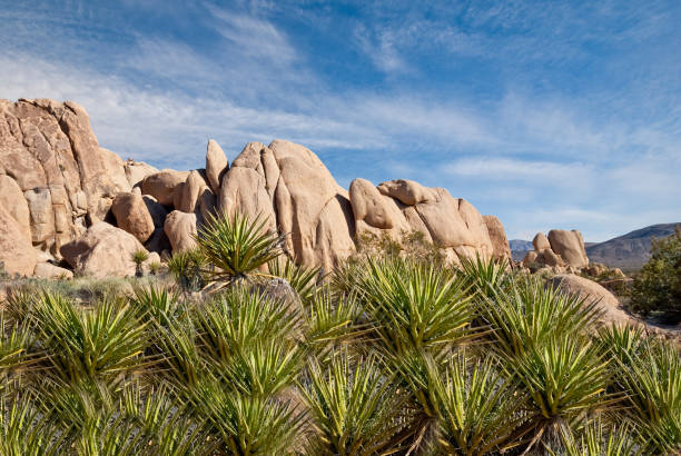 Gneiss Rock Formation and Mojave Yucca Two of the most striking features of the Mojave Desert in the American Southwest are the pillowy shaped rock formations and the strange looking plants that surround them. Heat and pressure over thousands of years transformed sedimentary rock into an entirely new kind of rock called gneiss. The Mojave Yucca (Yucca schidigera) Is also known as the Spanish Dagger because of its sharp spiny leaves. These Mojave Yucca were photographed at the Split Rock area in Joshua Tree National Park, California. jeff goulden joshua tree national park stock pictures, royalty-free photos & images