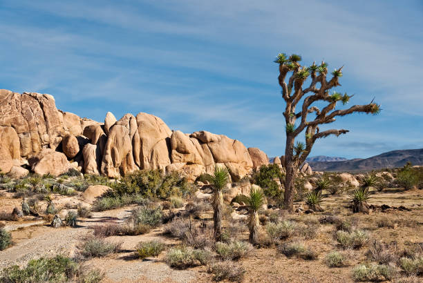 istock Gneiss Rock Formation and Joshua Tree 1079799768