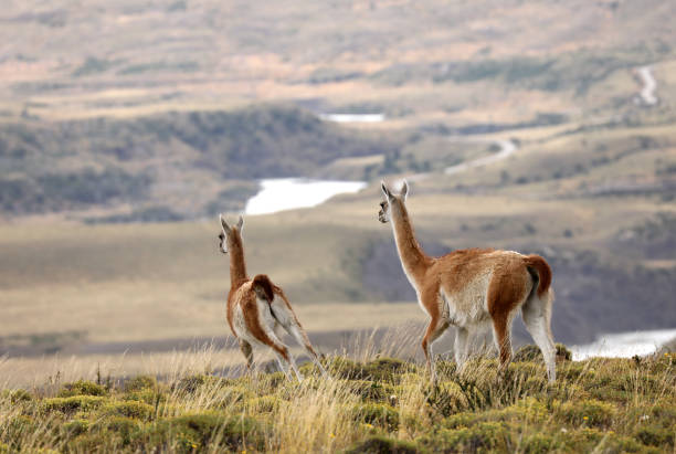 istock Wild Guanaco and Mountain in Patagonia 1079800064