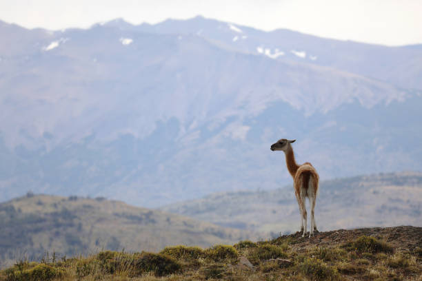 Large South American Llama
