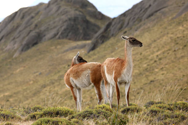 A guanaco makes eye contact in Torres del Paine National Park, Chile. Guanacos--members of the camel family--are closely related to llamas and another wild South America camelid, the vicuna.