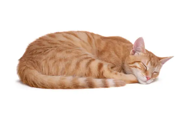 Photo of Sleeping red cat on white background.
