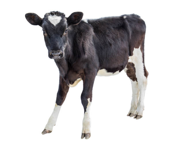 Pezuña Vaca - Banco de fotos e imágenes de stock - iStock Pezuña Vaca - Banco de fotos e imágenes de stock - iStock