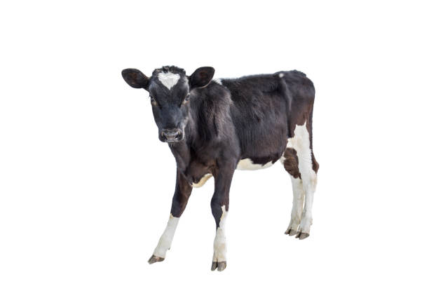 istock cow farm  animal 1079801780