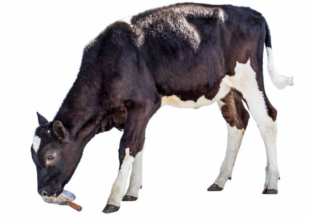 istock cow farm  animal 1079801816