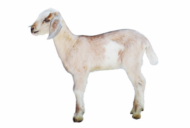 istock lamb on white background, farm, animal 1079801952