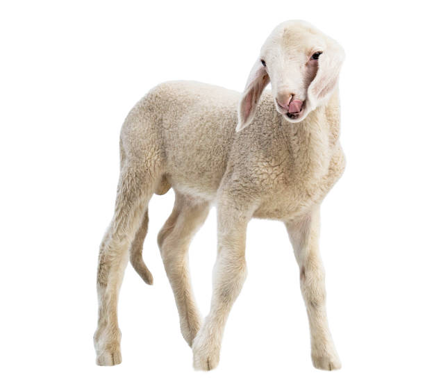 istock lamb on white background, farm, animal 1079802006