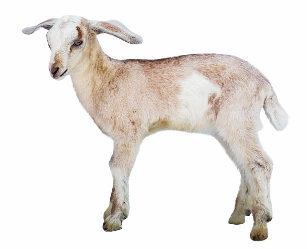 istock lamb on white background, farm, animal 1079802230