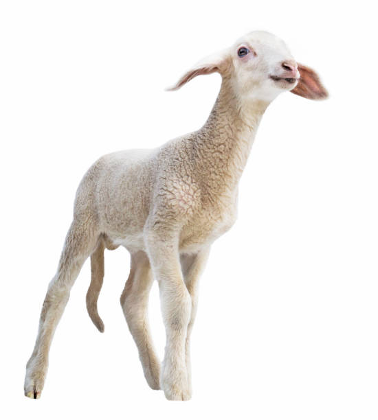 istock lamb on white background, farm, animal 1079802270