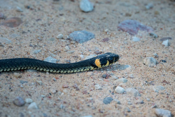 istock Grass snake crawling on the road 1079803198