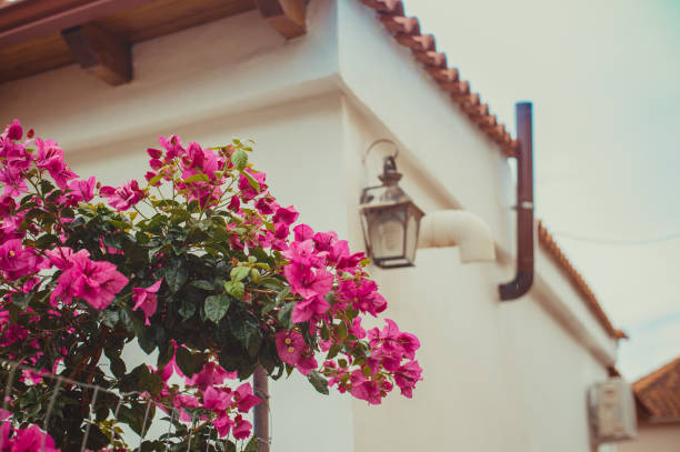 istock purple bougainvillea close up 1079808686