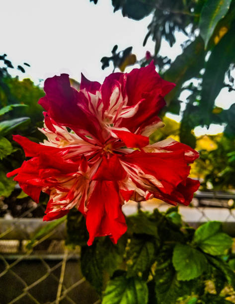 istock Flowers are Love's Truest Language 1079812744