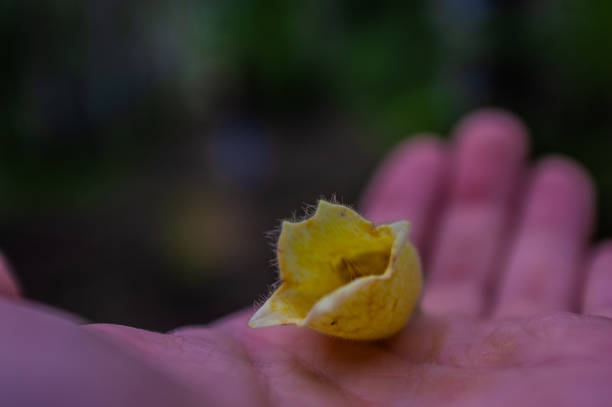istock Flowers and leaves 1079816890