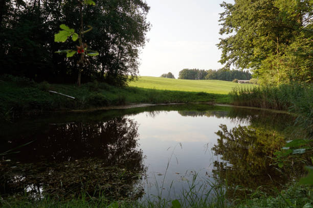 istock small pond at edge of a forest 1079817398