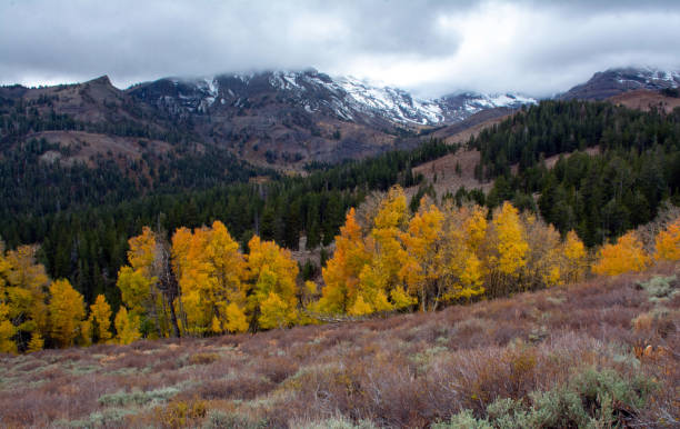 istock Aspen Trees at Sonora Pass 1079819484